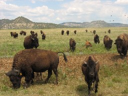 Feeding time at the Buffalo Pasture